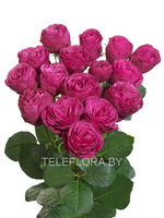 Round bouquet of 5 peony pink spray roses