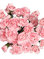 Bouquet of 15 pink spray carnations