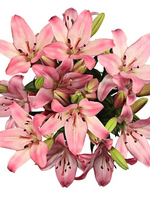 Flowers Bouquet "Pink Lilies"