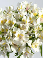 Flowers Bouquet "White Alstroemeria"