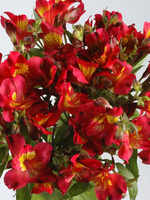 Flowers Bouquet "Bordeaux Red Alstroemeria" 