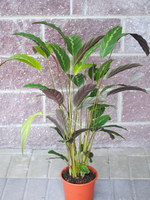 Potted plant Calathea