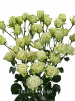 Round bouquet of 5 white spray roses