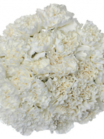 Bouquet of 15 White Carnations Delphy