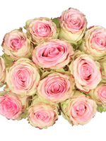 Bouquet of 15 Esperance Pink Roses
