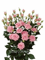 Round bouquet of 5 pink spray roses