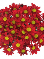 Bouquet of flowers 5 Spray Red Сhrysanthemums