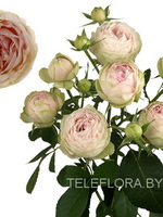 Round bouquet of 5 peony pastel spray roses