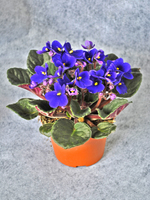 Potted plant Violet