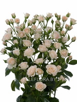 Round bouquet of 5 White Majolika spray roses