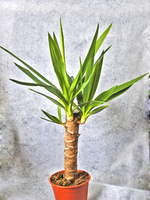 Potted plant Yucca