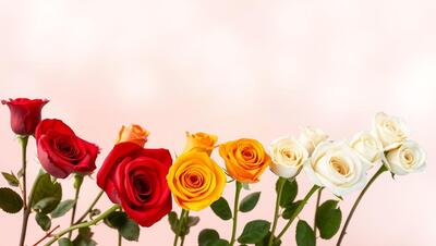 The language of flowers: Roses and their meanings