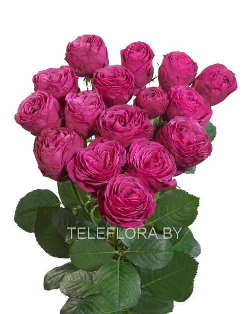 Round bouquet of 5 peony pink spray roses