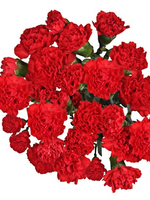 Bouquet of 15 red spray carnations