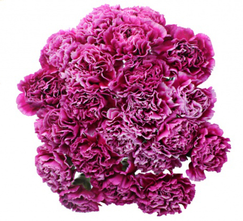 Bouquet of 15 Violet Carnations Arevalo