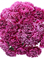 Bouquet of 15 Violet Carnations Arevalo