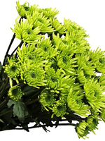 Bouquet of flowers 5 Athos Green Сhrysanthemums 