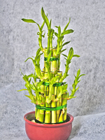 Potted plant Bamboo