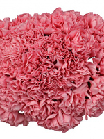 Bouquet of 15 Pink Carnations Bene