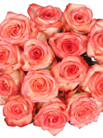 Bouquet of 15 Blush Pink Roses