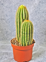 Potted plant Cactus