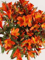 Flowers Bouquet "Orange Alstroemeria" 