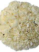 Bouquet of 15 White Carnations Crema Gioele