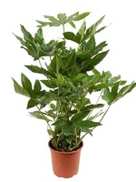 Potted plant Fatsia