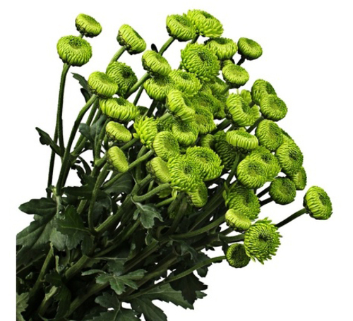 Bouquet of flowers 5 Spray Green Chabo Сhrysanthemums Chabo