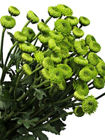 Bouquet of flowers 5 Spray Green Chabo Сhrysanthemums Chabo