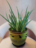 Aloe potted plant