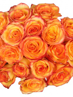 Orange roses,15 pcs.