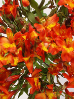 Flowers Bouquet "Hollandia Orange Alstroemeria" 