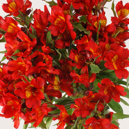 Flowers Bouquet "Hot Pepper Red Alstroemeria" 