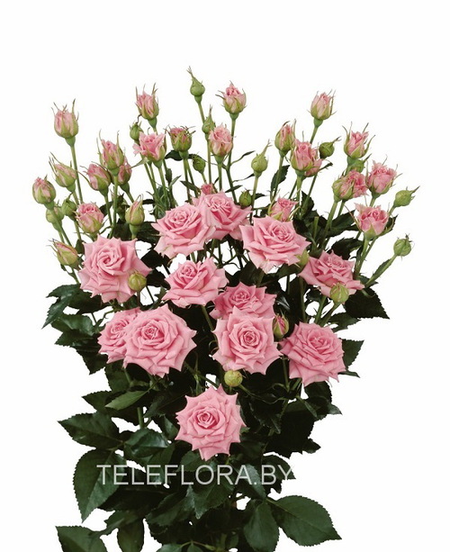 Round bouquet of 5 pink spray roses