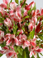 Flowers Bouquet "Irena Pink Alstroemeria" 