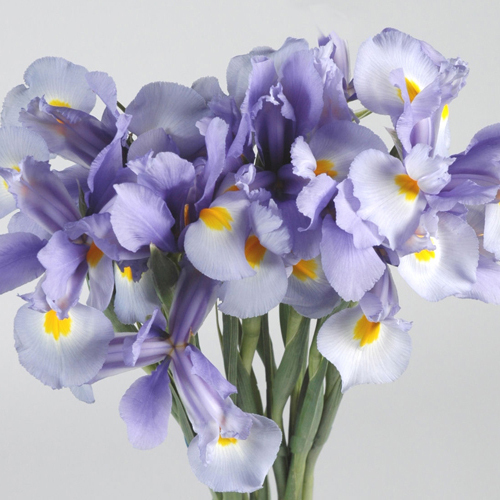Flowers bouquet "9 Blue Irises"