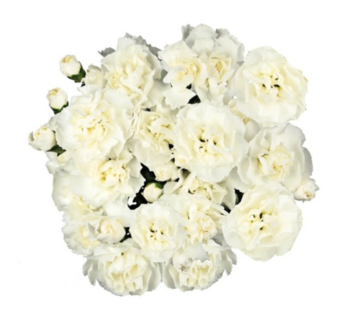 Bouquet of 9 White Spray Carnations Juanita