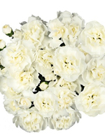 Bouquet of 9 White Spray Carnations Juanita