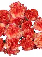 Bouquet of 15 Pink Carnations Lina
