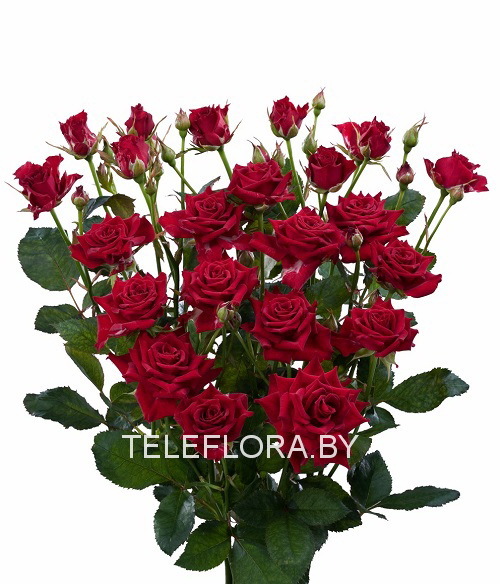 Round bouquet of 5 red spray roses