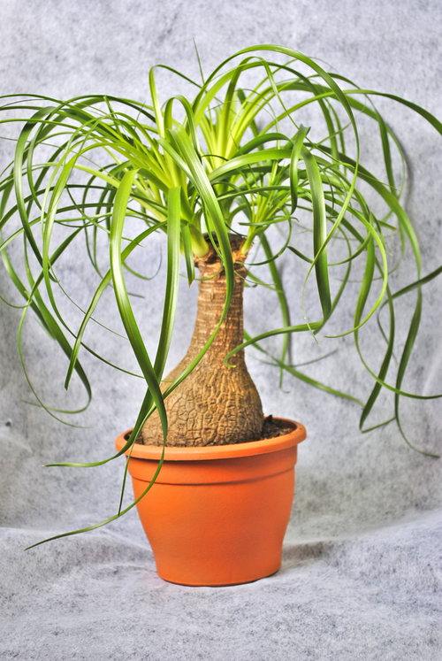 Nolina potted plant