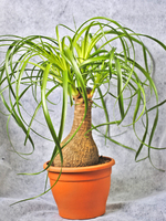 Nolina potted plant