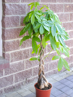 Potted plant Pachira