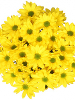 Bouquet of flowers 5 Spray Yellow Сhrysanthemums