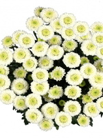 Bouquet of flowers 5 Spray White Сhrysanthemums "Santini"