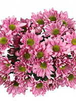 Bouquet of flowers 5 Spray Pink Сhrysanthemums Atlantis
