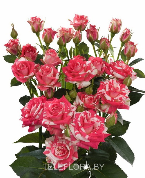 Round bouquet of 5 peony dark pink spray roses