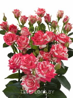 Round bouquet of 5 peony dark pink spray roses