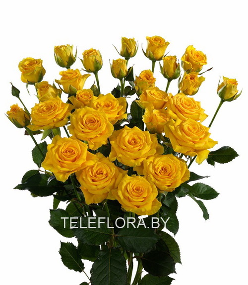 Round bouquet of 5 yellow spray roses